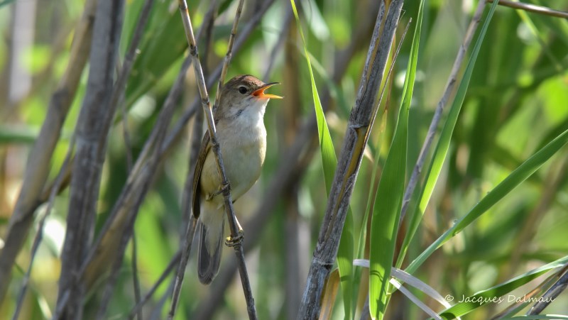 Rousserole effarvate.jpg